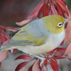 Zosterops lateralis (Silvereye) at Paddys River, ACT - 18 Feb 2014 by MichaelBedingfield