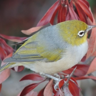 Zosterops lateralis (Silvereye) at Point Hut to Tharwa - 18 Feb 2014 by michaelb