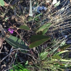 Hardenbergia violacea (False Sarsaparilla) at Acton, ACT - 21 Jun 2015 by ibaird