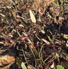 Hardenbergia violacea at Acton, ACT - 21 Jun 2015