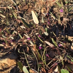 Hardenbergia violacea at Acton, ACT - 21 Jun 2015