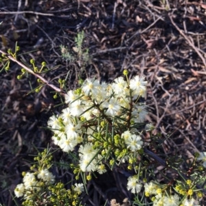 Acacia genistifolia at Acton, ACT - 21 Jun 2015 03:39 PM