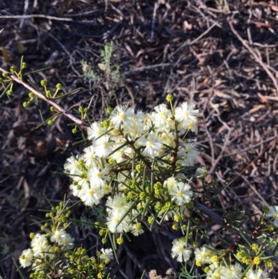 Acacia genistifolia (Early Wattle) at Dryandra St Woodland - 21 Jun 2015 by ibaird
