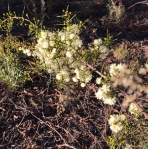 Acacia genistifolia at Acton, ACT - 21 Jun 2015
