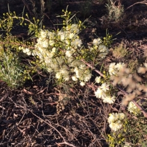 Acacia genistifolia at Acton, ACT - 21 Jun 2015 03:39 PM