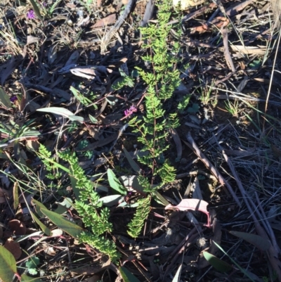 Cheilanthes sieberi (Rock Fern) at Dryandra St Woodland - 21 Jun 2015 by ibaird