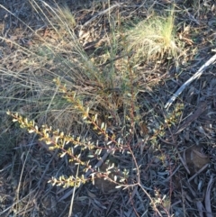 Acacia buxifolia subsp. buxifolia (Box-leaf Wattle) at Acton, ACT - 21 Jun 2015 by ibaird