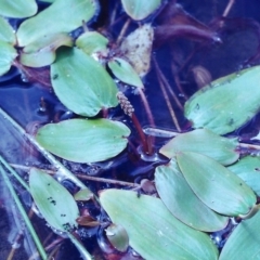 Potamogeton sulcatus (Pondweed) at Tuggeranong DC, ACT - 1 Feb 2001 by MichaelBedingfield