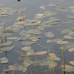 Potamogeton sulcatus (Pondweed) at Tennent, ACT - 8 Jun 2015 by MichaelBedingfield