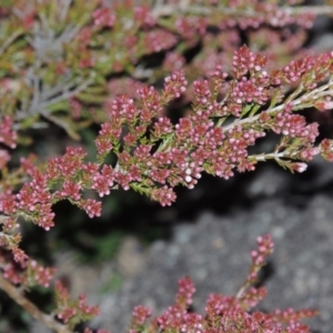 Micromyrtus ciliata at Tennent, ACT - 8 Jun 2015