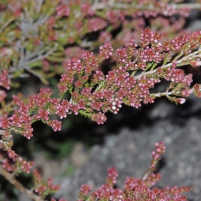 Micromyrtus ciliata (Fringed Heath-myrtle) at Namadgi National Park - 8 Jun 2015 by michaelb