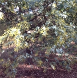 Acacia baileyana at Acton, ACT - 24 Jun 2015 10:30 AM