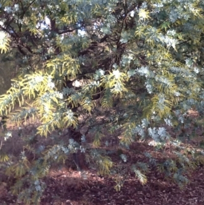 Acacia baileyana (Cootamundra Wattle, Golden Mimosa) at Acton, ACT - 24 Jun 2015 by JohnLaSalle