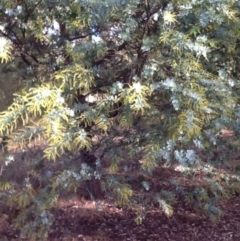 Acacia baileyana (Cootamundra Wattle, Golden Mimosa) at Acton, ACT - 24 Jun 2015 by JohnLaSalle