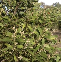 Acacia melanoxylon (Blackwood) at Acton, ACT - 24 Jun 2015 by JohnLaSalle