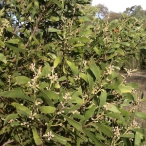 Acacia melanoxylon at Acton, ACT - 24 Jun 2015