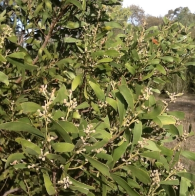 Acacia melanoxylon (Blackwood) at Acton, ACT - 24 Jun 2015 by JohnLaSalle