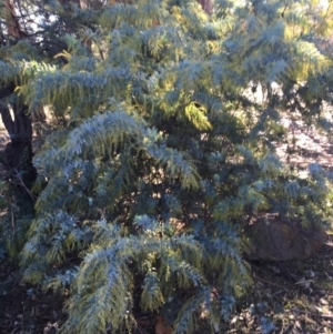 Acacia baileyana at Campbell, ACT - 25 Jun 2015 11:55 AM