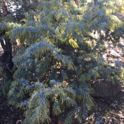 Acacia baileyana (Cootamundra Wattle, Golden Mimosa) at Ainslie volcanic grassland - 25 Jun 2015 by AaronClausen