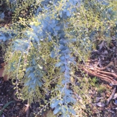 Acacia baileyana at Campbell, ACT - 25 Jun 2015 11:55 AM