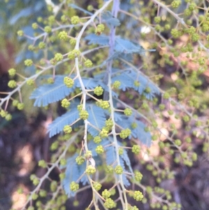 Acacia baileyana at Campbell, ACT - 25 Jun 2015 11:55 AM