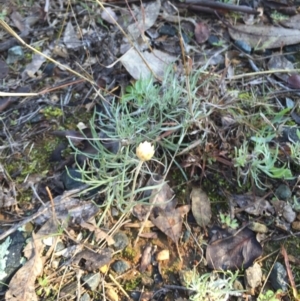 Leucochrysum albicans subsp. albicans at Campbell, ACT - 25 Jun 2015 11:59 AM