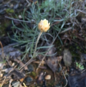 Leucochrysum albicans subsp. albicans at Campbell, ACT - 25 Jun 2015