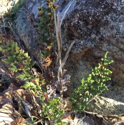 Cheilanthes sieberi (Rock Fern) at Ainslie volcanic grassland - 25 Jun 2015 by AaronClausen