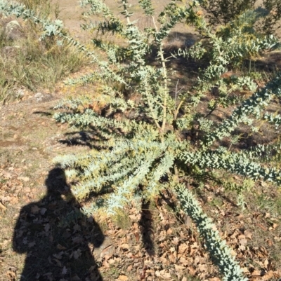 Acacia baileyana (Cootamundra Wattle, Golden Mimosa) at Ainslie volcanic grassland - 25 Jun 2015 by AaronClausen