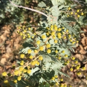 Acacia baileyana at Campbell, ACT - 25 Jun 2015 01:22 PM