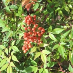 Nandina domestica (Sacred Bamboo) at Commonwealth & Kings Parks - 2 May 2015 by michaelb