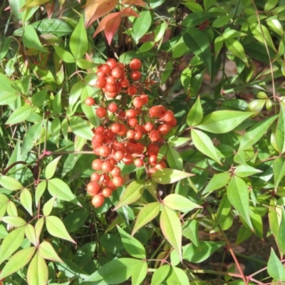 Nandina domestica (Sacred Bamboo) at Mount Ainslie to Black Mountain - 2 May 2015 by michaelb