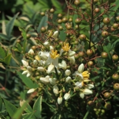 Nandina domestica (Sacred Bamboo) at Canberra, ACT - 16 Feb 2015 by MichaelBedingfield