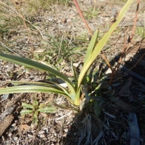 Dianella sp. aff. longifolia (Benambra) at Gungahlin, ACT - 26 Jun 2015
