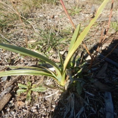 Dianella sp. aff. longifolia (Benambra) (Pale Flax Lily, Blue Flax Lily) at Gungahlin, ACT - 26 Jun 2015 by MichaelMulvaney