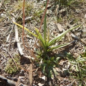 Dianella sp. aff. longifolia (Benambra) at Gungahlin, ACT - 26 Jun 2015