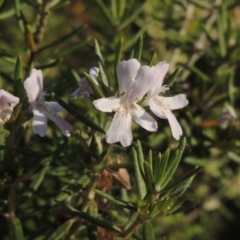 Westringia fruticosa (Native Rosemary) at Bonython, ACT - 28 Mar 2015 by michaelb