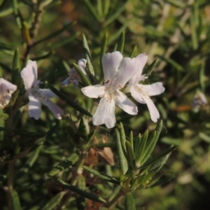 Westringia fruticosa at Bonython, ACT - 28 Mar 2015