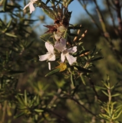 Westringia fruticosa at Bonython, ACT - 28 Mar 2015 06:08 PM