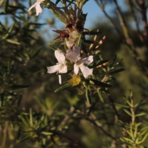 Westringia fruticosa at Bonython, ACT - 28 Mar 2015 06:08 PM