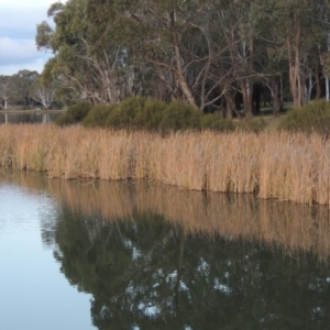 Typha domingensis at Bonython, ACT - 28 May 2015