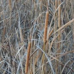 Typha domingensis at Bonython, ACT - 28 May 2015