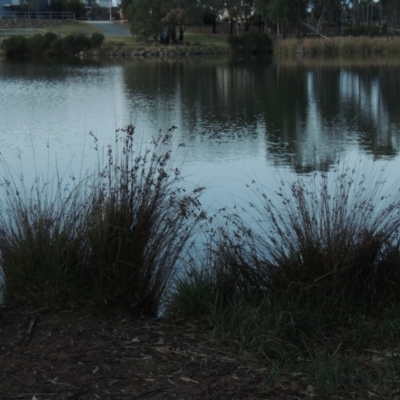 Juncus (genus) (A Rush) at Bonython, ACT - 28 May 2015 by MichaelBedingfield