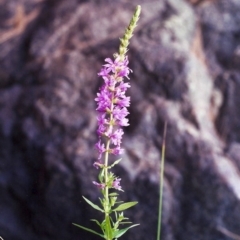 Lythrum salicaria (Purple Loosestrife) at Paddys River, ACT - 20 Jan 2002 by michaelb