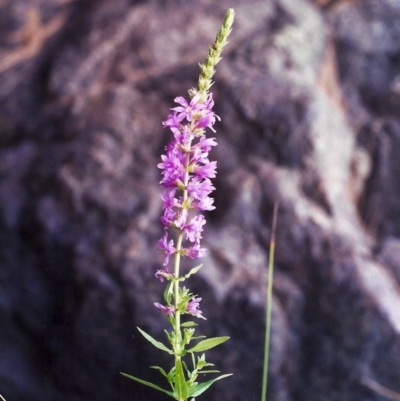Lythrum salicaria (Purple Loosestrife) at Pine Island to Point Hut - 20 Jan 2002 by michaelb