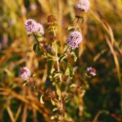 Mentha x piperita (Peppermint) at Gigerline Nature Reserve - 8 Apr 2004 by michaelb