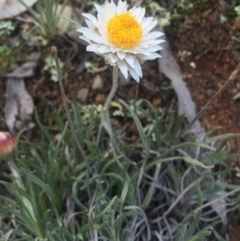 Leucochrysum albicans subsp. tricolor (Hoary Sunray) at Mount Majura - 27 Jun 2015 by AaronClausen