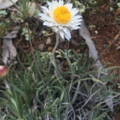 Leucochrysum albicans subsp. tricolor (Hoary Sunray) at Majura, ACT - 27 Jun 2015 by AaronClausen