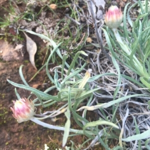 Leucochrysum albicans subsp. tricolor at Majura, ACT - 27 Jun 2015