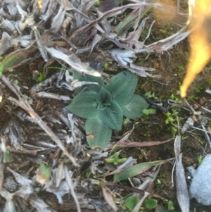 Hymenochilus sp. at Watson, ACT - 27 Jun 2015